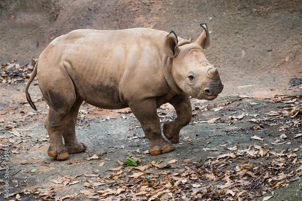 Fototapeta premium Young black rhino calf portrait