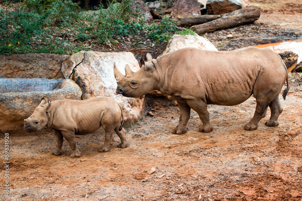 Fototapeta premium Black rhino mother and her calf