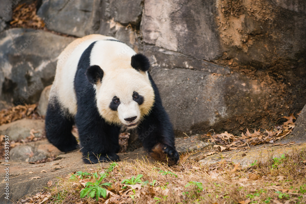 Obraz premium Portrait of giant panda