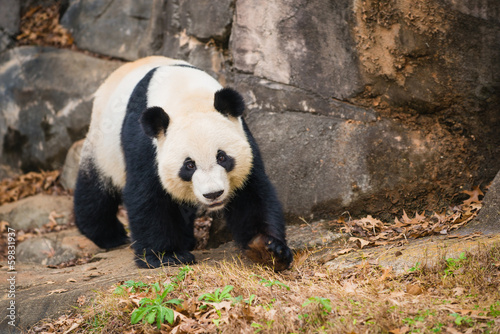 Portrait of giant panda #59831937