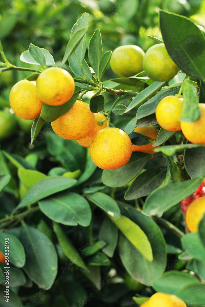 fresh ripe orange hangs on the tree