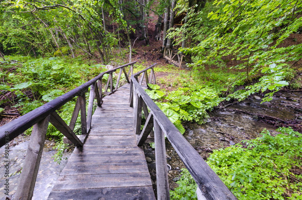 Spring forest with wood bridge over creek in forest Spring forest with wood bridge over creek in forest