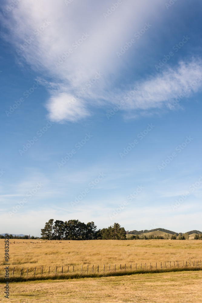 cirrus clouds above grassy meadow