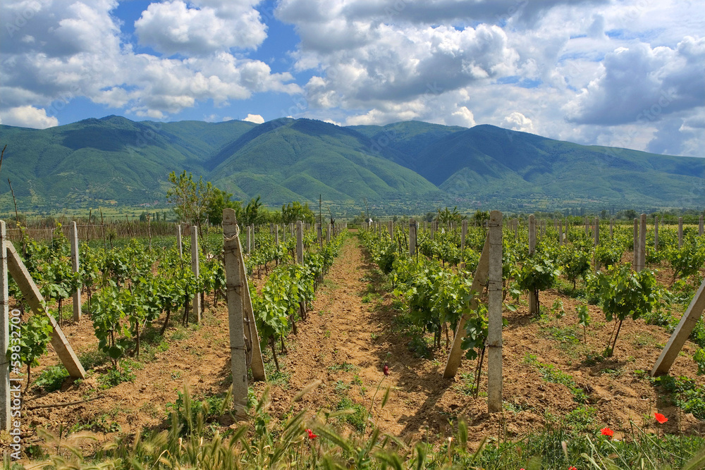 vineyard in a mountain valley at the bright cloud sky