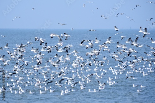 seagulls in nature