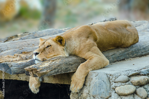 Canvas Print Luxury photo of white lion, the king of animals