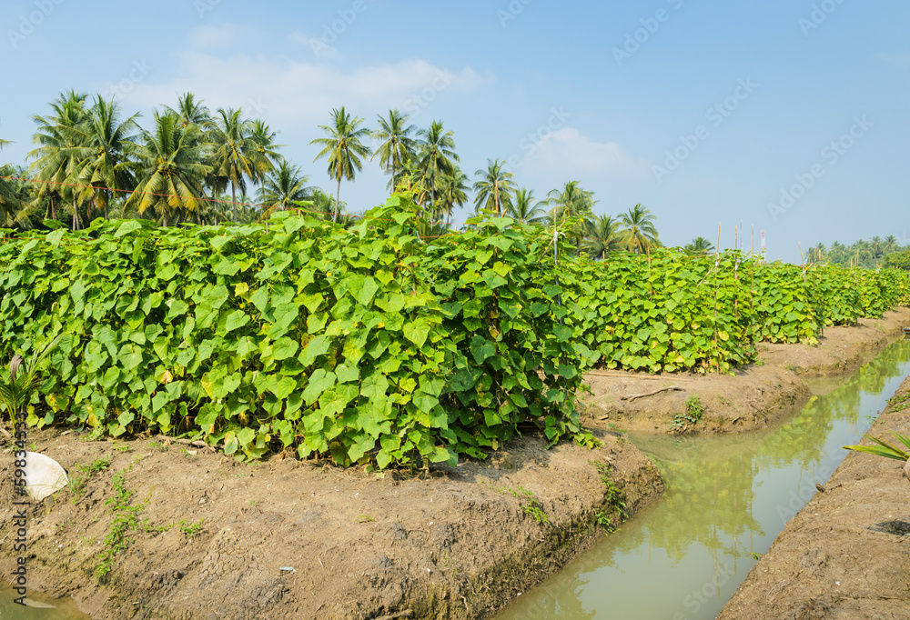 Cucumber plantation