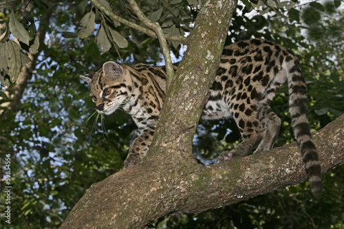 Margay or tiger cat or little tiger  Leopardus wiedii