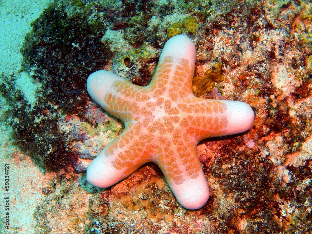 Obraz premium Starfish, island Maktan, Philippine