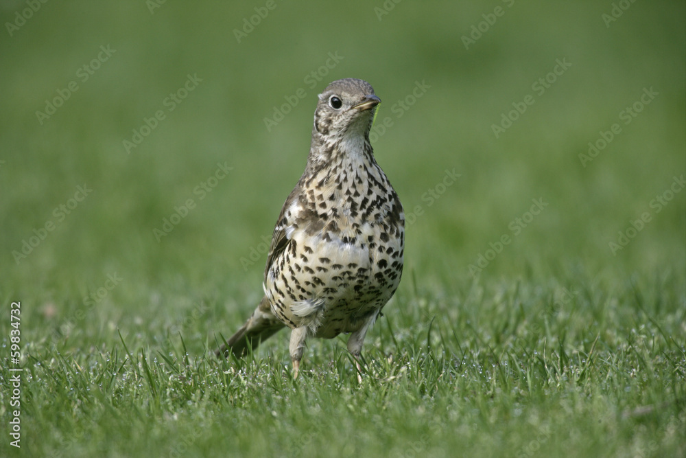 Mistle thrush, Turdus viscivorus Mistle thrush, Turdus viscivorus