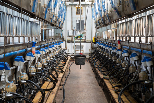 Fotografia Equpment with milking machines on dairy farm