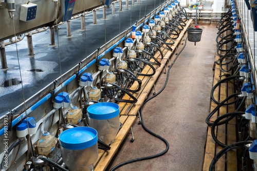 Foto Rows with milking machines on dairy farm