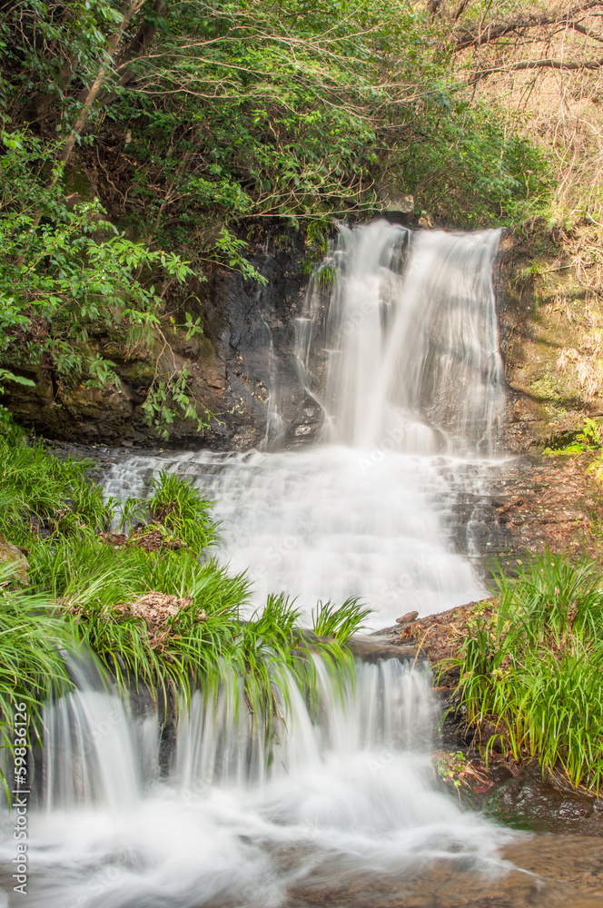 Fototapeta premium 滝