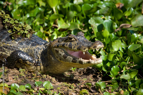 Yacare Caiman in the Brazil Pantanal