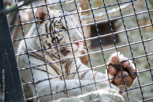 Beautiful white tiger in a cage at the zoo © Pavel Losevsky