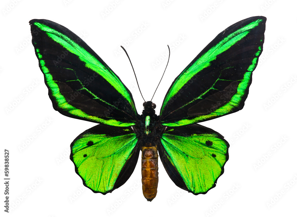 Obraz premium Butterfly Ornithoptera priamus