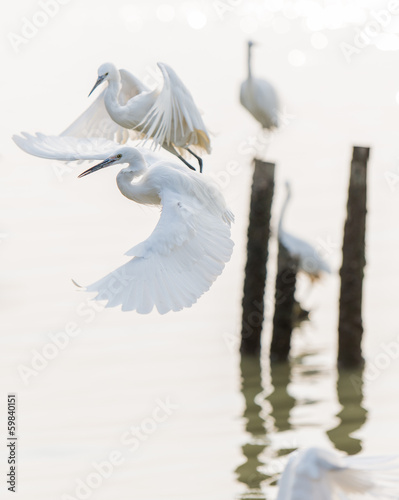 flying egrets