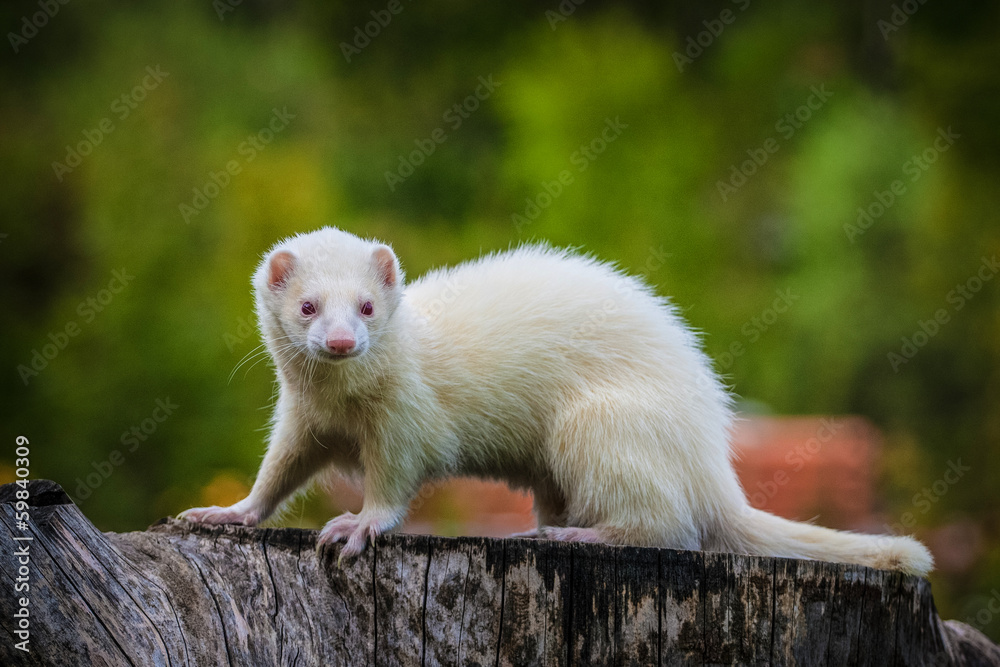 ferret