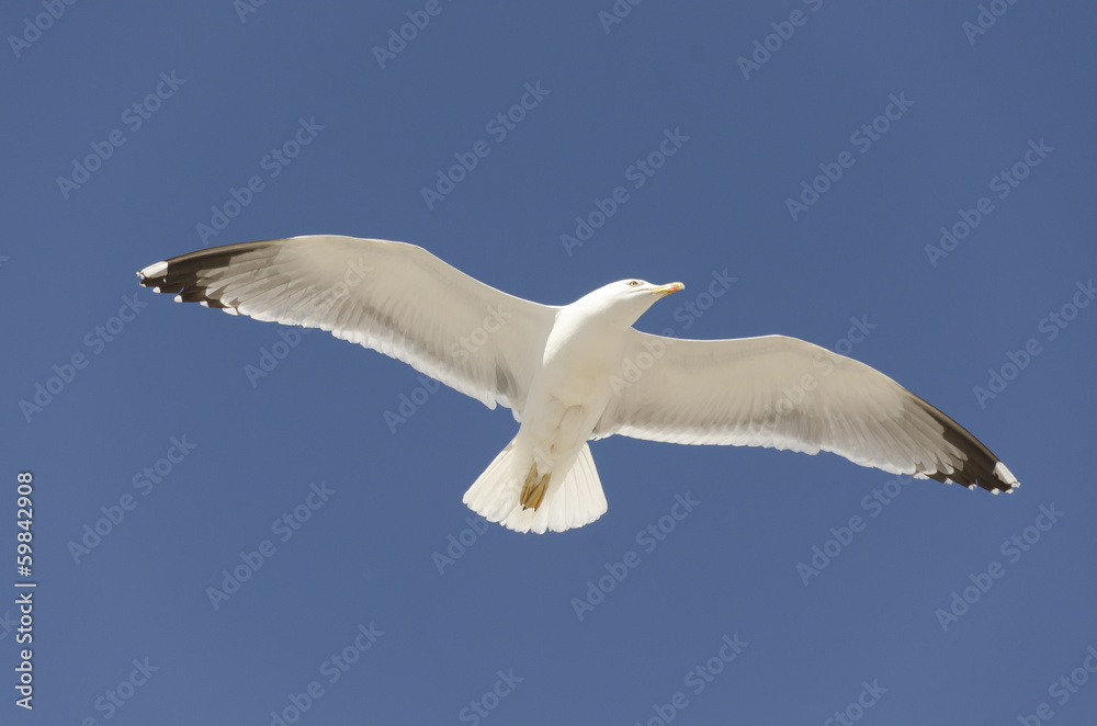 seagull in flight on a blue sky seagull in flight on a blue sky