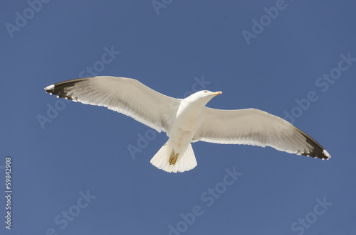 seagull in flight on a blue sky
