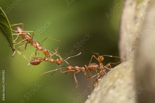 Ant bridge unity
