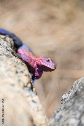 Gecko in Africa