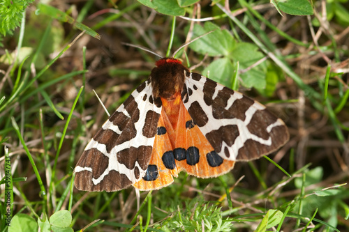 Brauner Bär