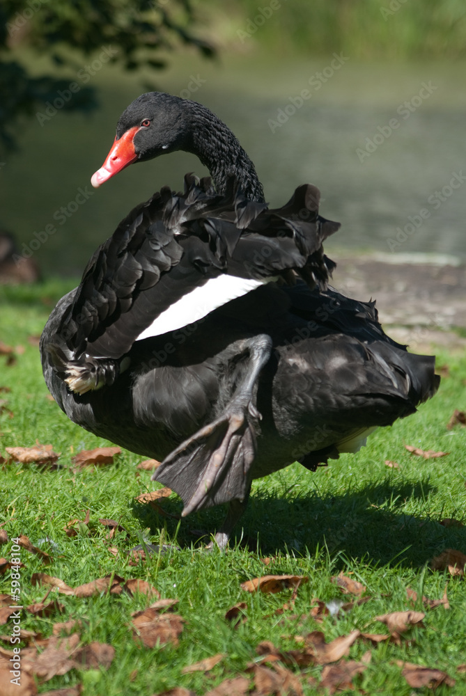 Fototapeta premium Trauerschwan