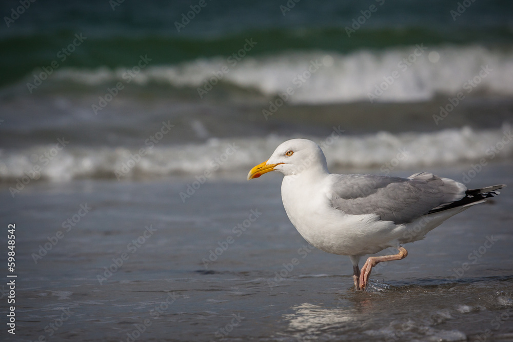 seagull seagull