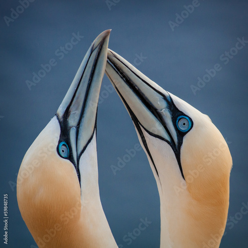 Schilderij op canvas Northern Gannet