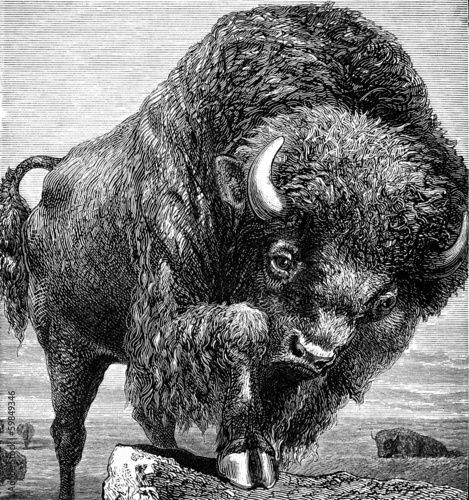 American bison