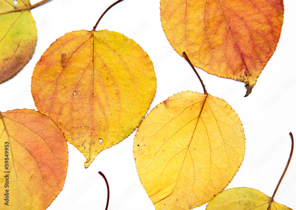 autumn leaf on a white background autumn leaf on a white background