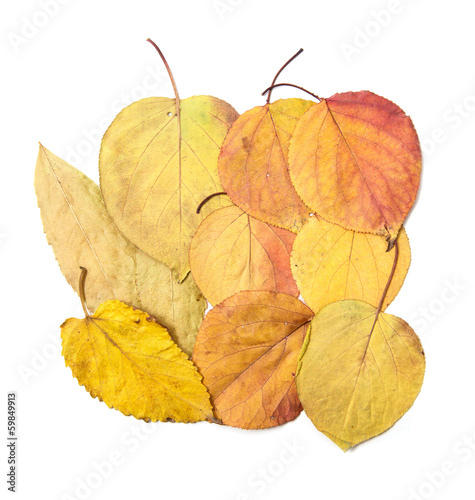 autumn leaves on a white background photo