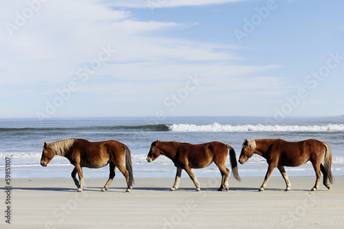 Three Wild Mustangs on a Beach photo
