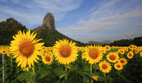 Blooming sunflower against the blue sky