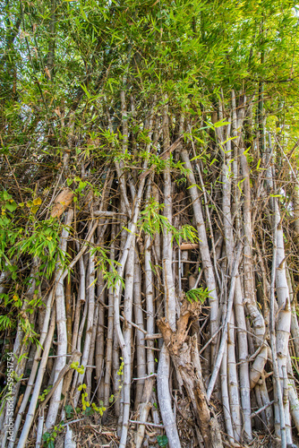 Bamboo poles.