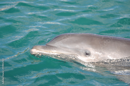 Dolphin in the Water