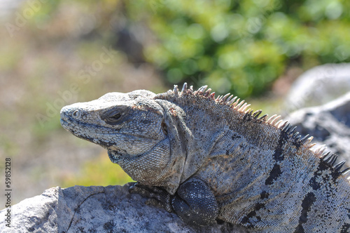 Iguana on the Rocks © bbourdages