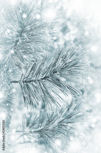 Background of snow-covered branches of cedar.