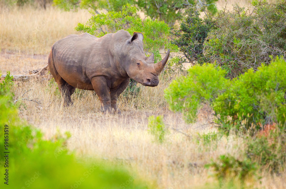 Obraz premium White Rhino Grazing. Kruger National Park