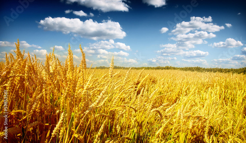 wheat field and blue cloudy sky © Željko Radojko