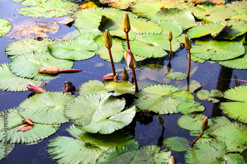 Quadro em tela budding water-lilies