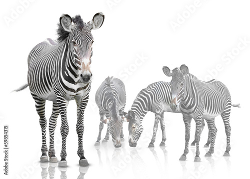 Fototapeta Naklejka Na Ścianę i Meble -  four zebra