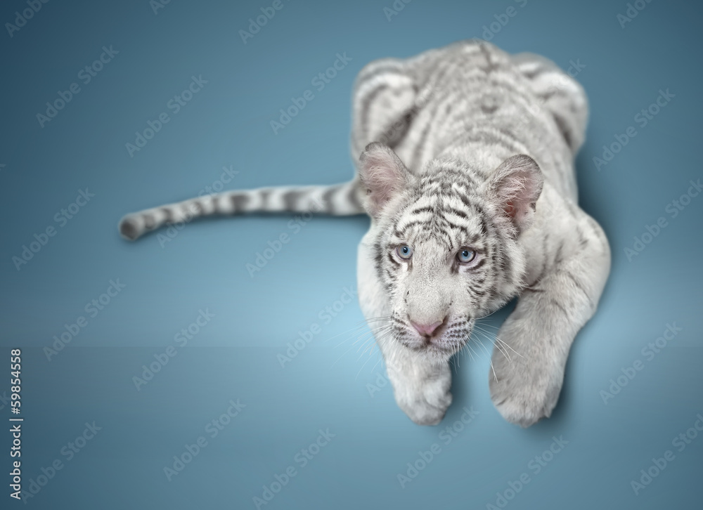 Fototapeta premium small white tiger