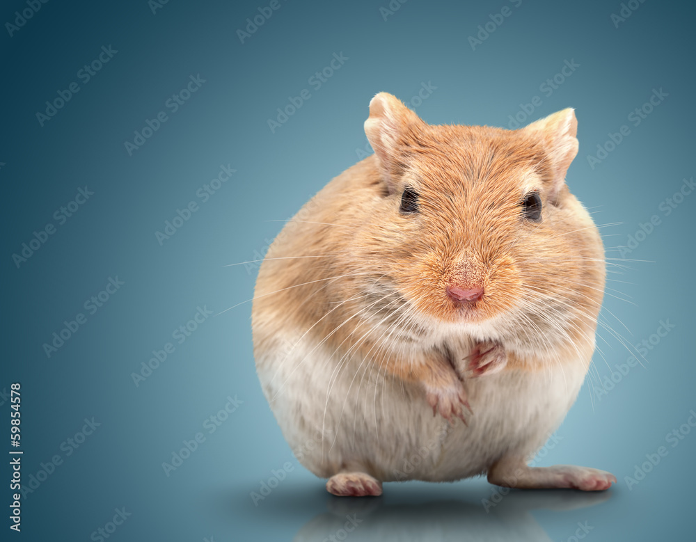 the mouse sits the mouse sits