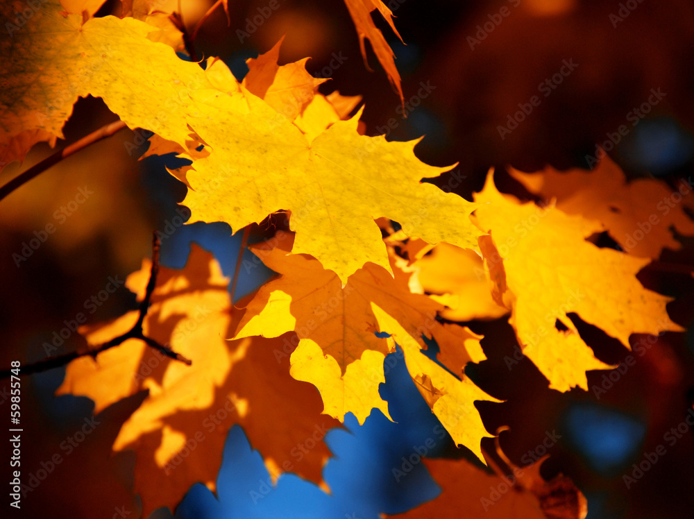 Fototapeta premium Yellow maple