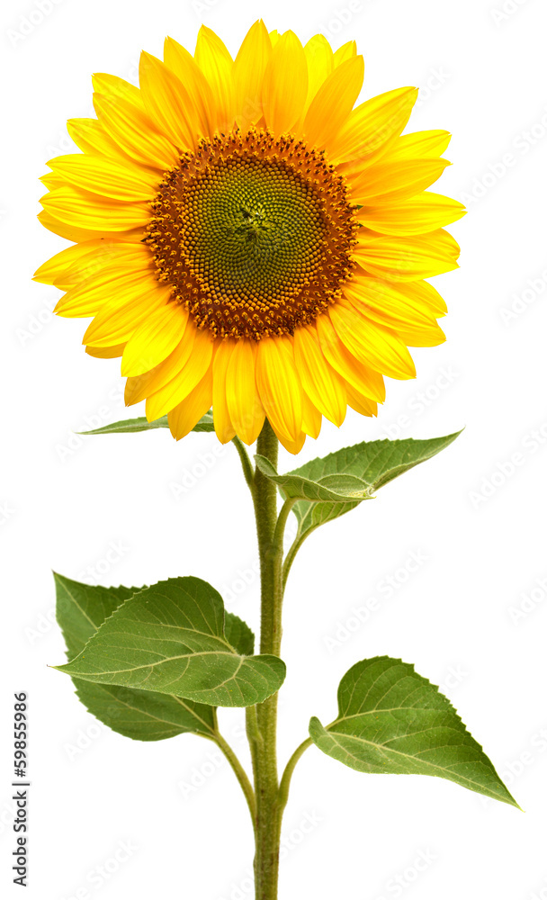 Fototapeta premium Sunflower