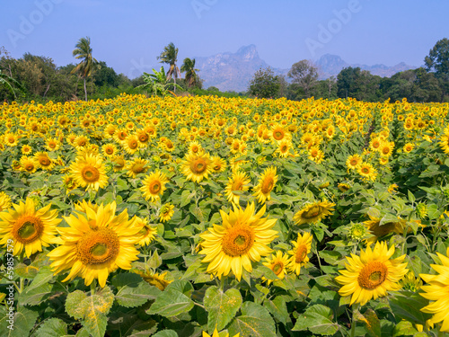 Fototapeta Naklejka Na Ścianę i Meble -  Sunflower field in Lopburi, Thailand