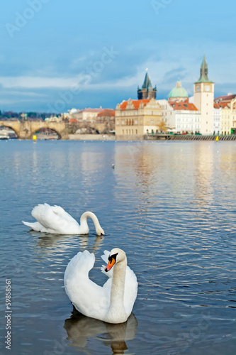 Swans on the Vltava River in Prague