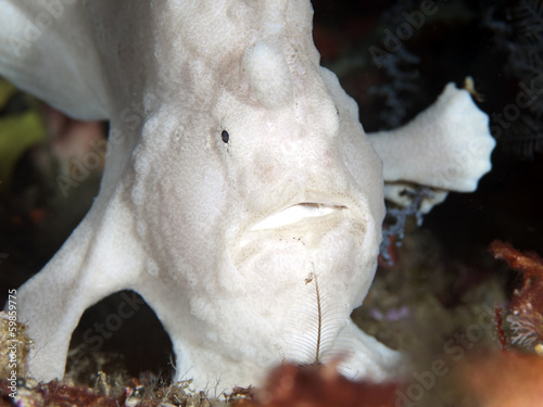 Commerson's frogfish photo